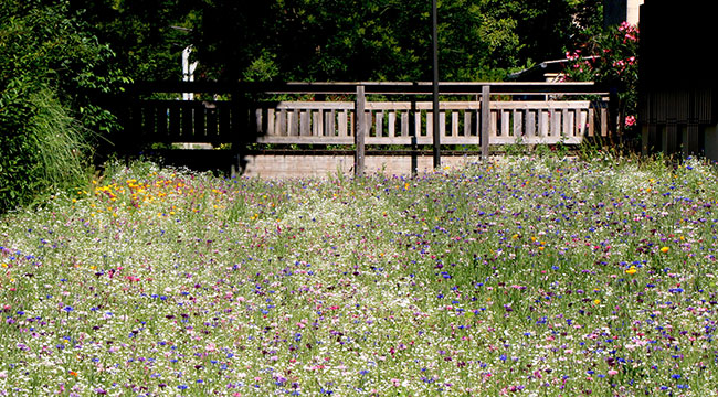 plate-bande de prairie fleurie de 1300 m2, au Parc Urbain plate-bande de prairie fleurie de 1300 m2, au Parc Urbain