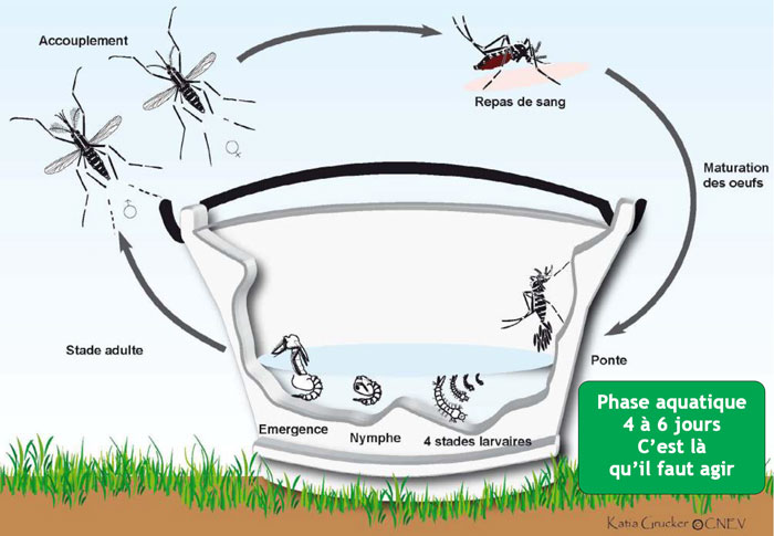 Le cycle du moustique, ses lieux de prédilection et ses périodes d