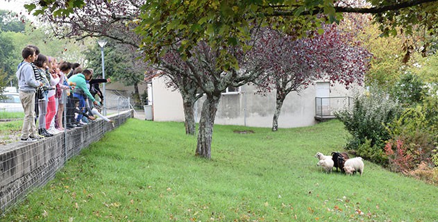 Espaces verts : des moutons à Courbiac